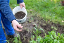 Optimizing Crop Growth with Efficient Fertilizer Practices