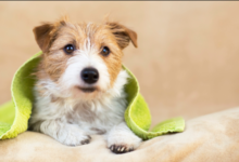 Grooming Services for Puppies: How to Build Positive Habits Early