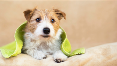 Grooming Services for Puppies: How to Build Positive Habits Early