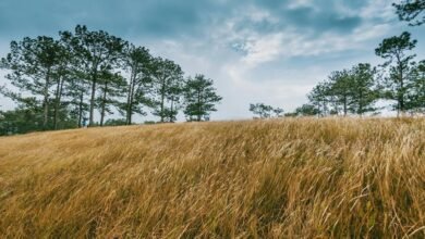 transformative growth mapping performance outlook